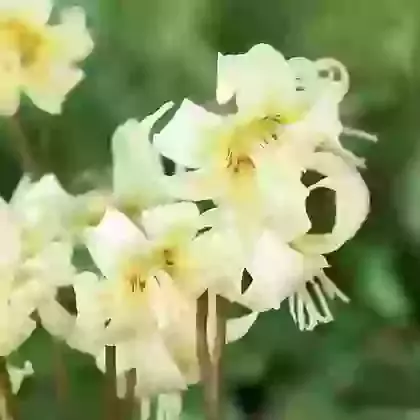 White Beauty